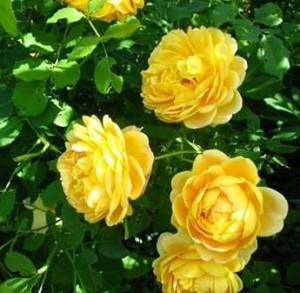 английская роза Грэхэм томас graham thomas